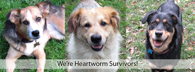 Heartworm Survivors