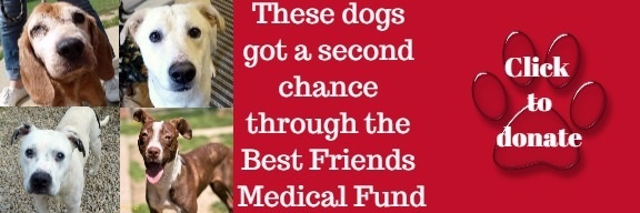 banner with photos of dogs that says Click to Donate